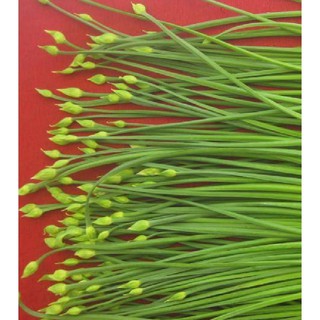 Hạt Giống Cây Lá Hẹ Ta– 2 Gram ( 1 gói )