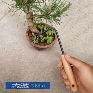 Móc rễ cây cảnh bonsai cán thép
