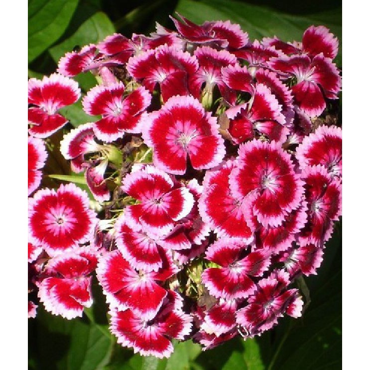Hoa Cẩm chướng chùm Mix màu – 100Hạt
