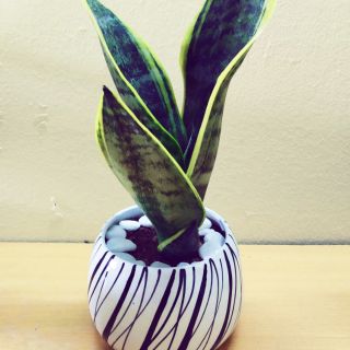 Cây Lưỡi hổ