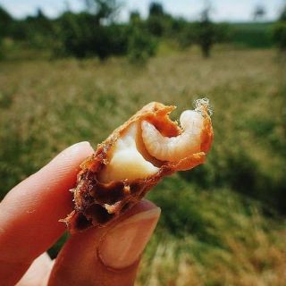 500g sữa ong chúa tươi