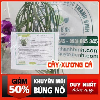 Cây xương cá 100g - hàng chất lượng 100% tươi nguyên