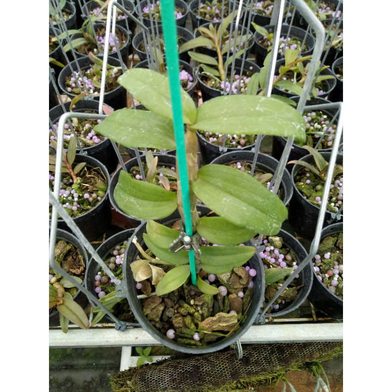 Chậu cây gieo hạt hồng yên thủy chuẩn giống