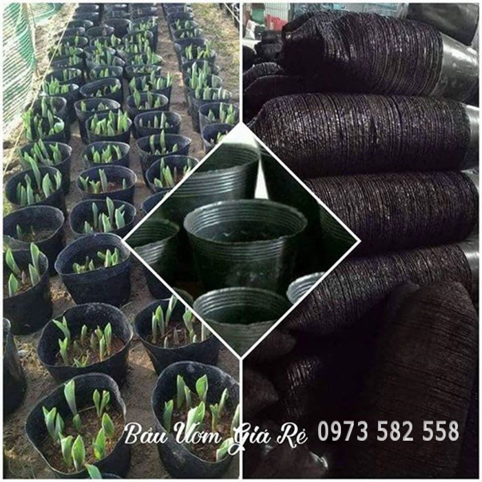 Túi Bầu Ươm Cây Giống Size 8*8, 9*9 Loại 1 Hàng Đẹp