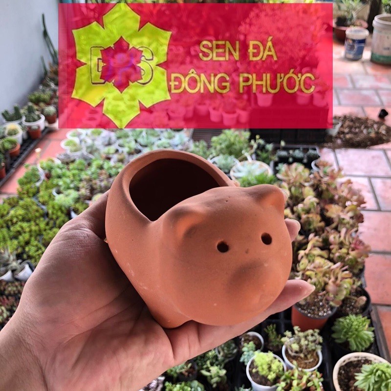 Chậu đất nung hình gấu mini - chậu trồng tiểu cảnh sen đá, xương rồng, cây phong thuỷ văn phòng đẹp