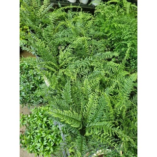 Cây dương xỉ Phụng Tiên - Polypodium leucotomos