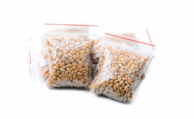 HẠT GIỐNG CỎ MÈO TƯƠI 20G