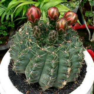 Xương Rồng Thần Long - RẤT DỄ RA HOA (đầy đủ size)