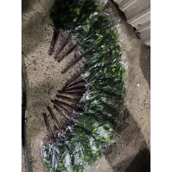 Lá si lộp lụp PILE