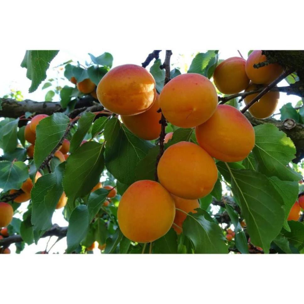 CÂY GIỐNG MƠ
