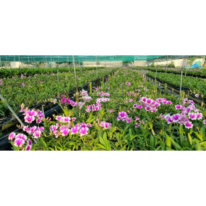 Mini yaya chậu F16