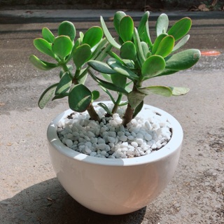 Chậu Cây Ngọc Bích