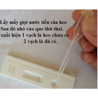 Que thử thai heo