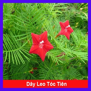 Hoa tóc tiên đỏ dây leo - cây cảnh sân vườn - caykiengsadec