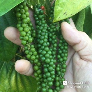 Tiêu trắng/tiêu sọ 1kg