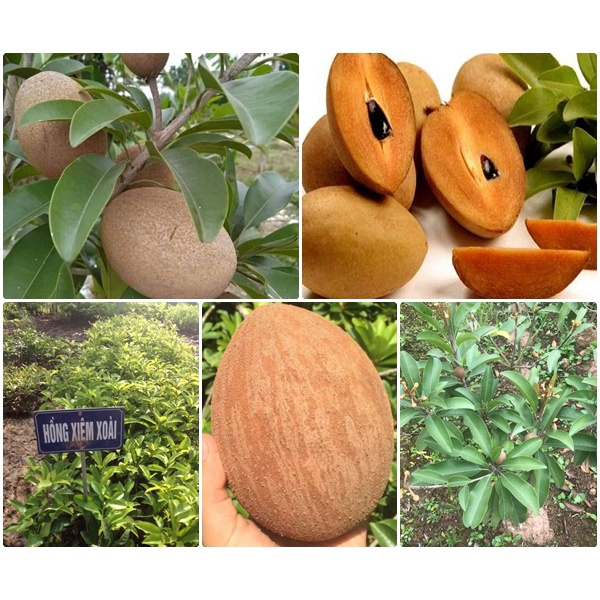 Hồng xiêm xoài đài loan