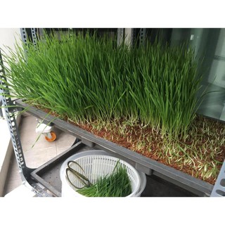 chauho Hạt giống cỏ lúa mì
