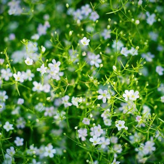 Hạt giống hoa Baby trắng