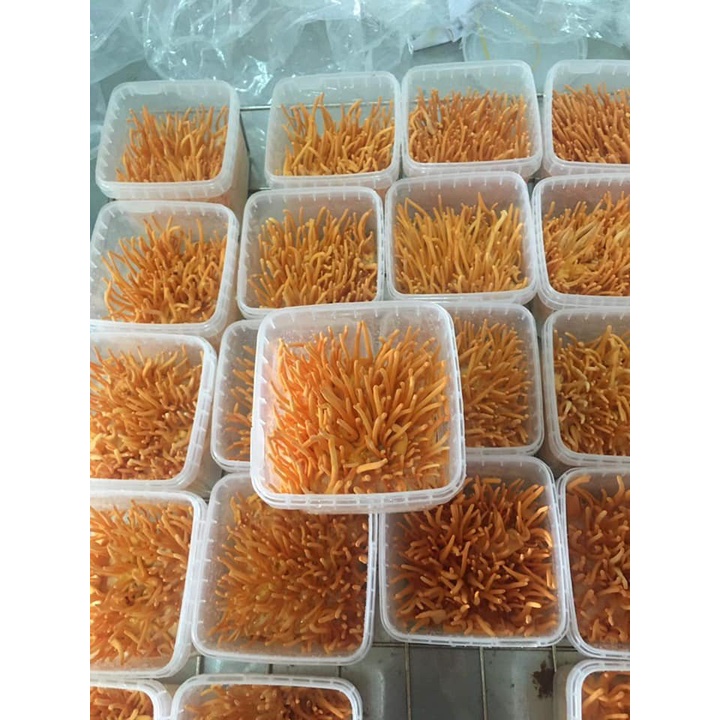 Đông Trùng Hạ Thảo sinh khối cao cấp - hộp 180 gram