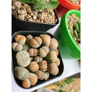 Chậu cây sen đá mông ,thạch lan , Lithops size to