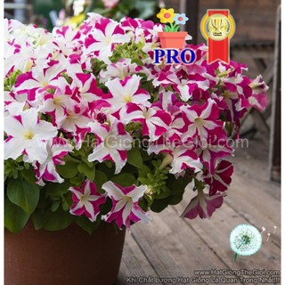 100.HẠT Hạt Giống Hoa Dạ Yến Thảo Đứng Success! HD Sọc Hồng (| -KD: B36*X62)