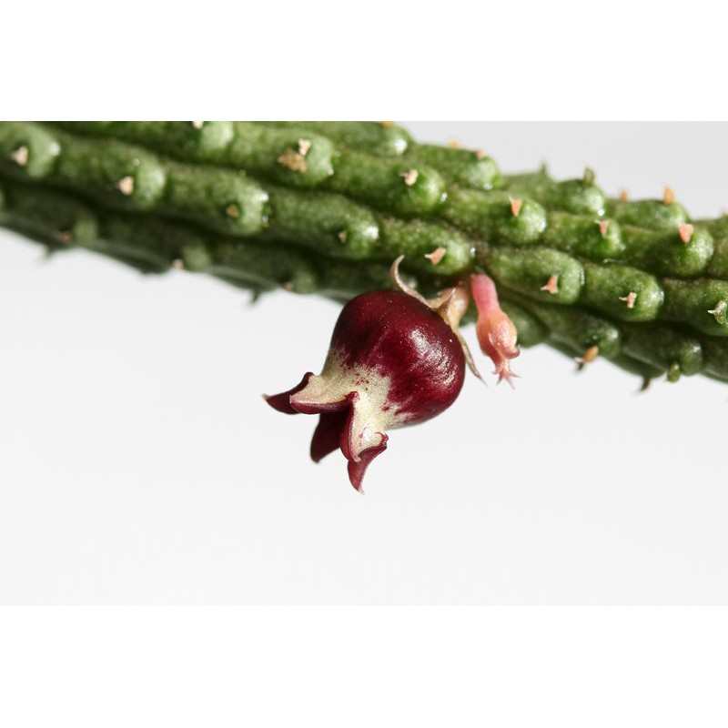 Xương rồng sao biển hoa trái lựu