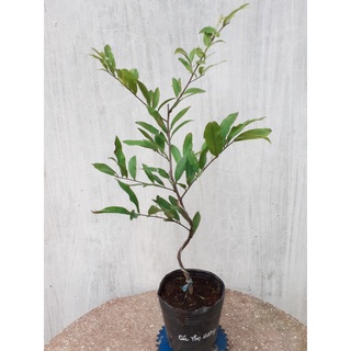 Mai Cúc Thọ Hương Mini