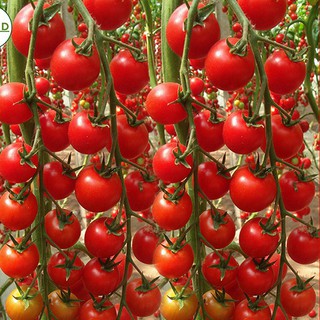 Hạt Giống Cà Chua Chuỗi Ngọc