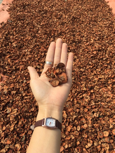 1kg. TÁO MÈO KHÔ CHUẨN RỪNG TÂY BẮC. | BigBuy360 - bigbuy360.vn