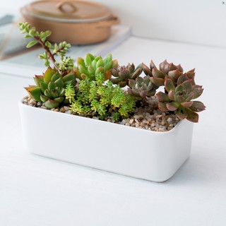 Chậu Hoa Sứ Hình Chữ Nhật Thiết Kế Đơn Giản Sáng Tạo