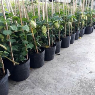 Cây 🌲 Huyền Chân Công chúa đang hoa