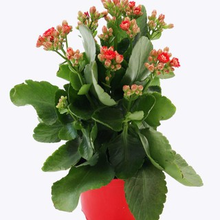 Bộ 10 gói hạt giống hoa sống đời