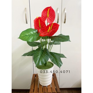 Cây giả- cây môn đỏ 70cm