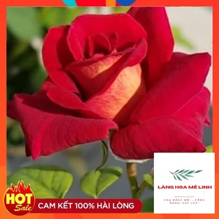 🌹🌹 Hoa Hồng Thân gỗ DARK Night Rose[🌹🌹KỴ SỸ BÓNG ĐÊM ] - Đẹp, độc, lạ 🍀Màu đỏ thẫm, phần cuối màu đen -đỏ - thơm dịu nhẹ