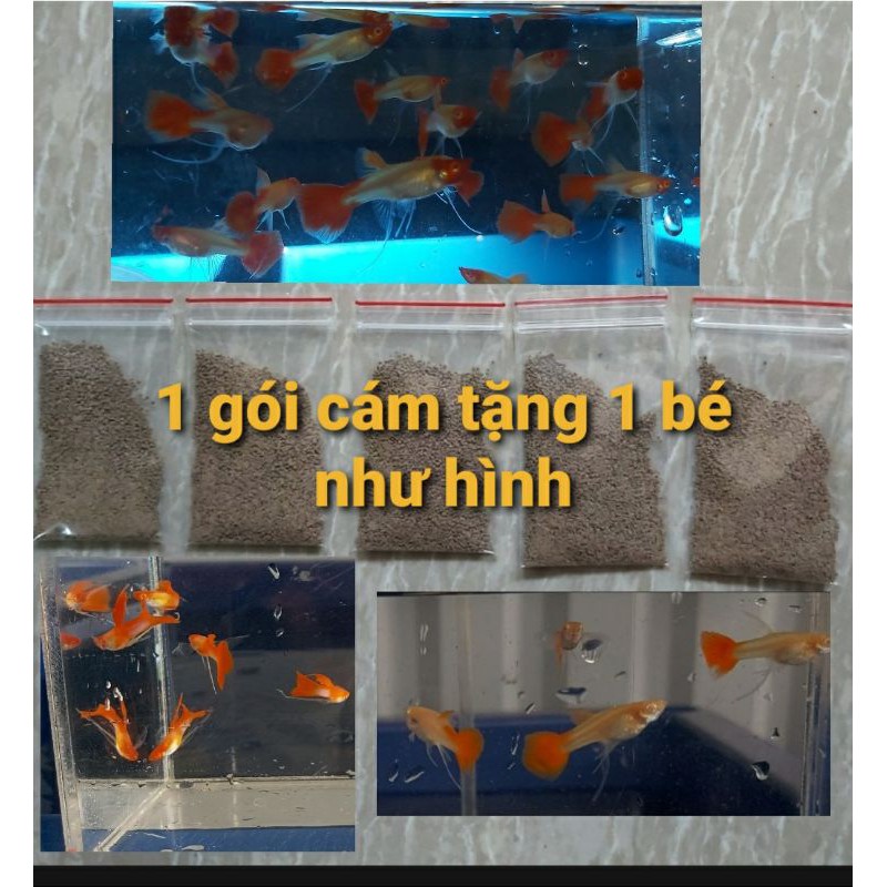 cám thức ăn 7 màu rb