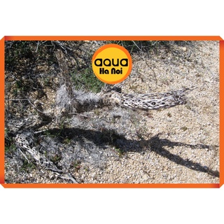 Lũa xương rồng Nam Mĩ Cholla Cactus size S,M