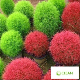 Hạt giống Cỏ đổi màu