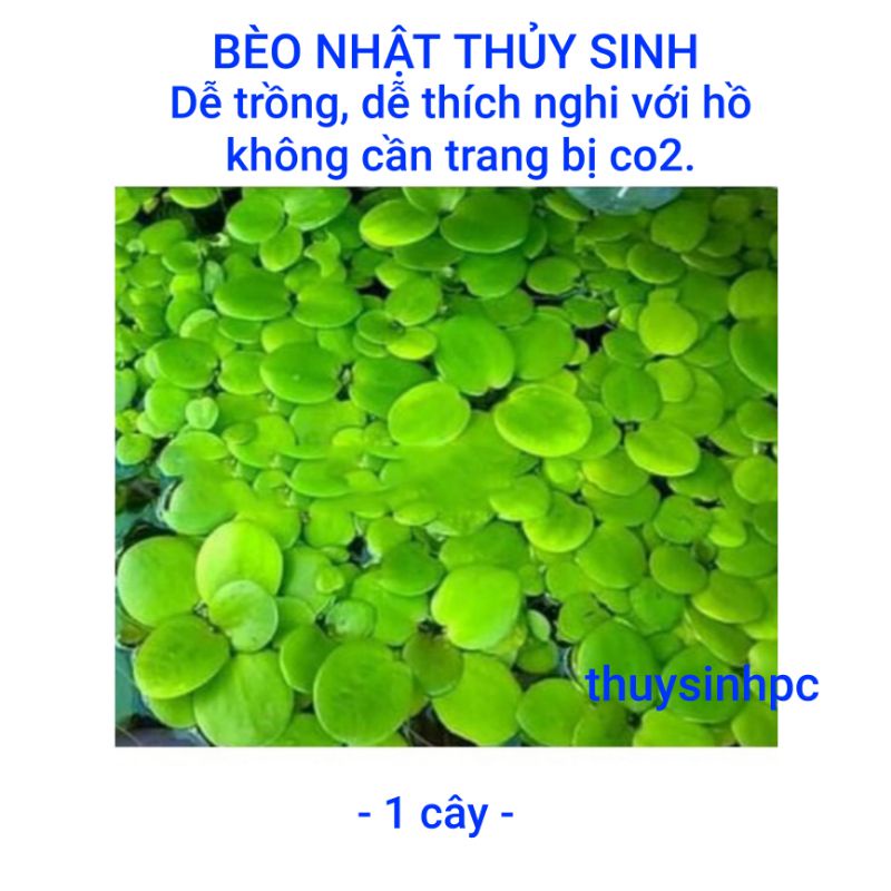 1 cây bèo nhật lọc sạch nước và trang trí hồ thủy sinh