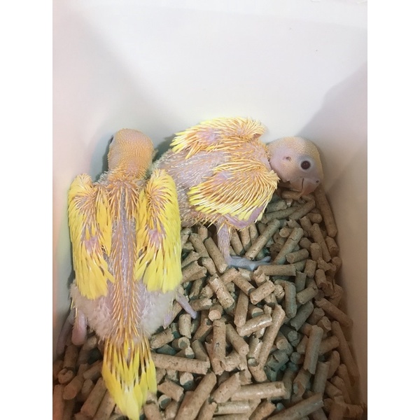 1kg Gỗ nén vàng , nâu lót chuồng hút ẩm 1kg