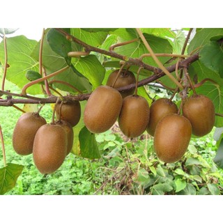 Hạt giống Kiwi - Gói 10 hạt