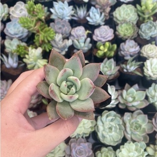 🌵FREESHIP🌵SEN ĐÁ MẬN ĐỎ