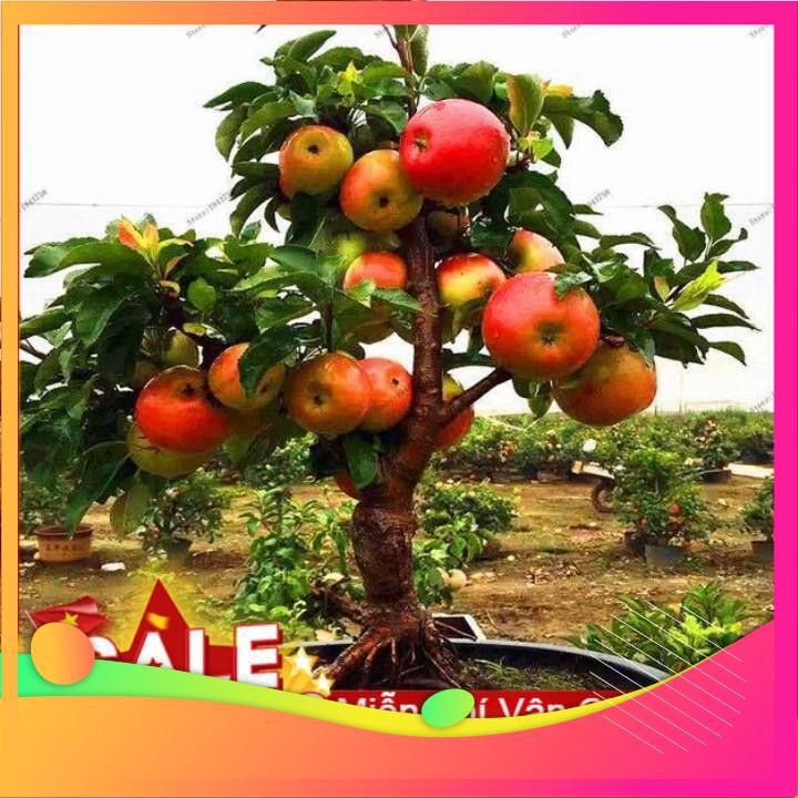 Hạt Giống Táo Đỏ Lùn - 10 Hạt  VIETGAR