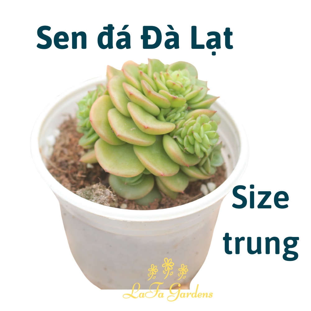 Sen đá hồng hà lan xanh ngọc, xuất xứ từ vườn sen đá LAFA GARDEN