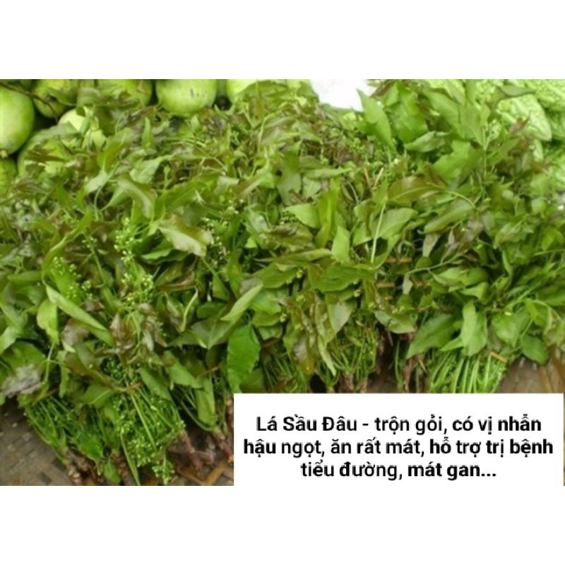 Cây Sầu Đâu Giống