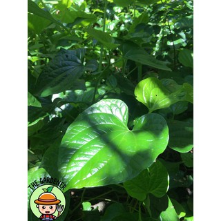 Cây lá lốt rễ trần