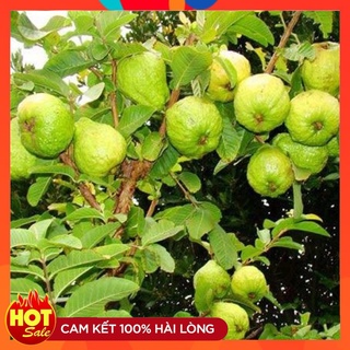 Cây Giống Ổi Nữ Hoàng, Giống Ổi Mới Chất Lượng Quả Giòn Ngon Ít Hạt, cây chiết nhanh có quả