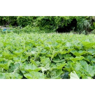 5Gram Hạt Giống Bầu Ngọn (Siêu đọt)
