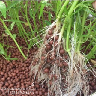 ĐẤT NUNG (SỎI NHẸ) TRỒNG CÂY 1kg