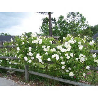 5 Hạt giống hoa Hồng leo trắng - Giá cực rẻ