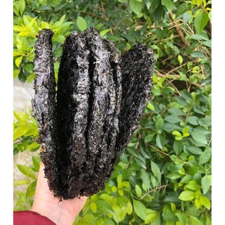 RONG MỨT LOAI 1 ĐẢO LÝ SƠN QUẢNG NGÃI